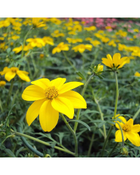 Bidens Ferulifolia Solaire Horizon
