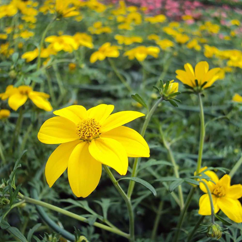 Bidens Ferulifolia Solaire Horizon