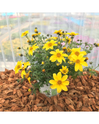 Bidens Ferulifolia Yellow Charm