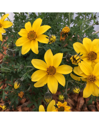 Bidens Ferulifolia Yellow Charm