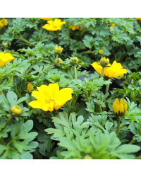 Bidens Ferulifolia Yellow Charm