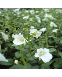 Diascia Genta Classic White