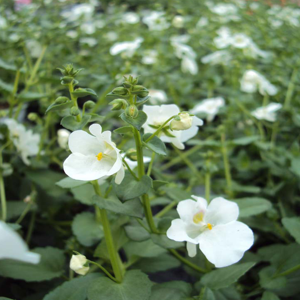 Diascia Genta Classic White
