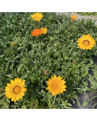 Gazania Rigens Gazoo Jaune