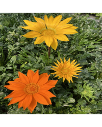 Gazania Rigens Gazoo Jaune