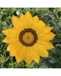 Gazania Rigens Gazoo Jaune