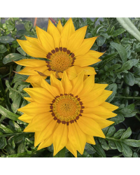 Gazania Rigens Gazoo Jaune