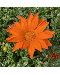 Gazania Sunbathers Totonaca