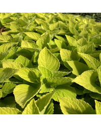 Coleus Chartres Street