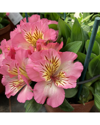 Alstroemère : Lys des Incas Inticancha 'Sunshine'