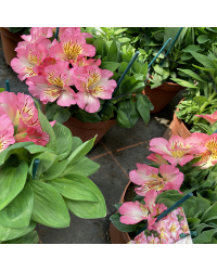Alstroemère : Lys des Incas Inticancha 'Sunshine'