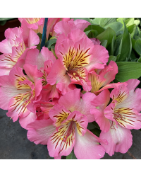 Alstroemère : Lys des Incas Inticancha 'Sunshine'
