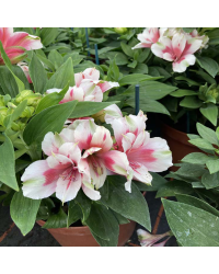 Alstroemère : Lys des Incas Inticancha 'White Pink Heart'