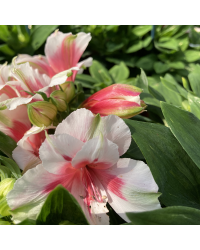 Alstroemère : Lys des Incas Inticancha 'White Pink Heart'
