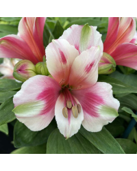 Alstroemère : Lys des Incas Inticancha 'White Pink Heart'