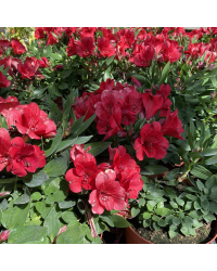 Alstroemère Lys des Incas Summer Red