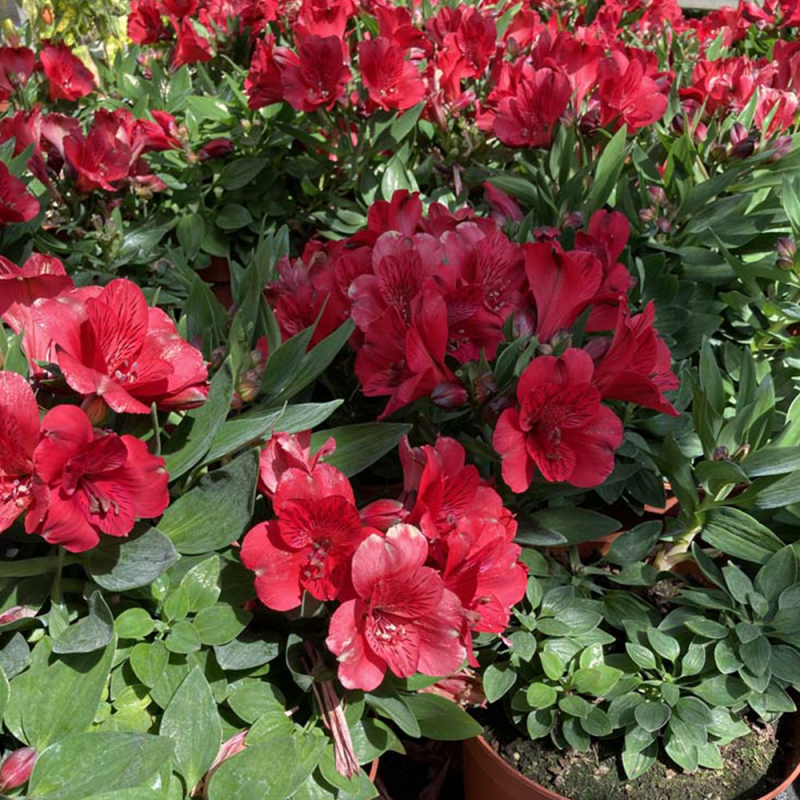 Lys des Incas Summer Red fleurs couleur Rouge Inticancha Valentino