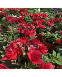 Alstroemère Lys des Incas Summer Red