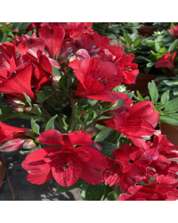 Alstroemère Lys des Incas Summer Red