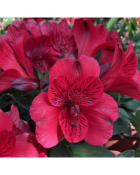 Alstroemère Lys des Incas Summer Red