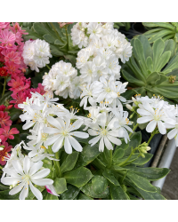 Lewisia Cotyledon Elise Blanc