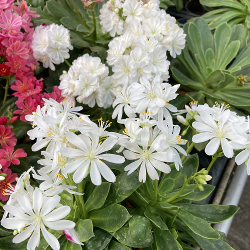 Lewisia Cotyledon Elise Blanc