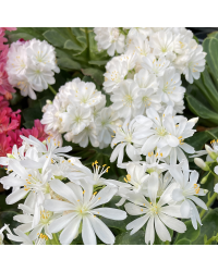 Lewisia Cotyledon Elise Blanc