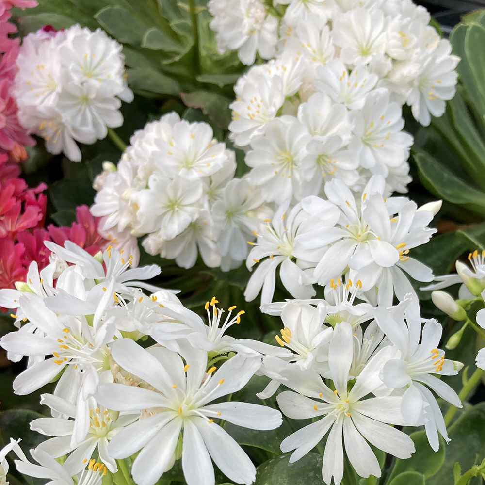 Lewisia Cotyledon Elise Blanc