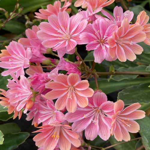 Lewisia Cotyledon Elise Rose