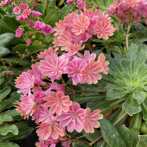 Lewisia Cotyledon Elise Rose