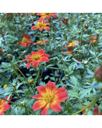 Bidens Orange Beedance Blazing Glory