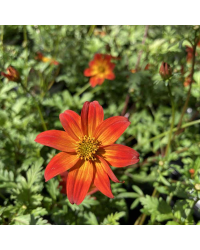 Bidens Orange Beedance Blazing Glory