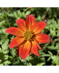 Bidens Orange Beedance Blazing Glory
