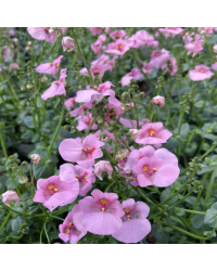 Diascia Flying Light Pink