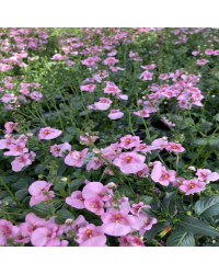 Diascia Flying Light Pink