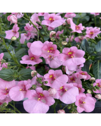 Diascia Flying Light Pink