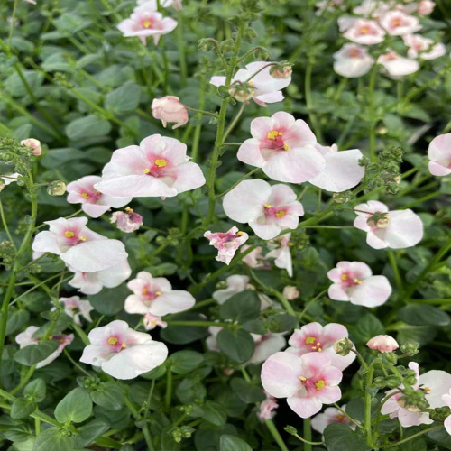 Diascia Flying Appleblossom