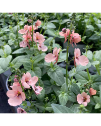 Diascia Mydarlin Peach