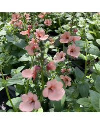 Diascia Mydarlin Peach