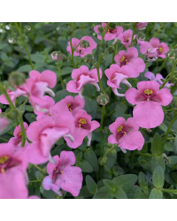 Diascia Genta Pink