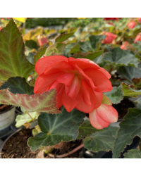 Begonia I'conia Miss Malibu