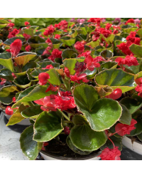 Begonia Doublet Red Green Leaf