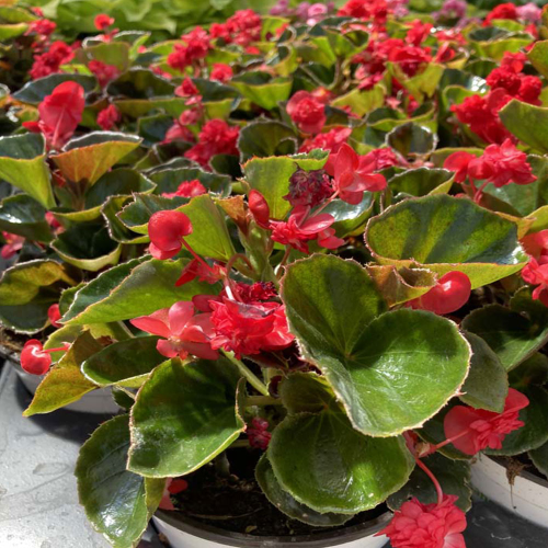 Begonia Doublet Red Green Leaf