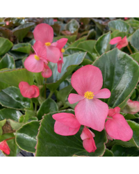 Begonia Mega Watt Rose Green Leaves