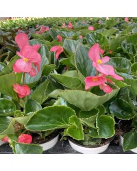 Begonia Mega Watt Rose Green Leaves