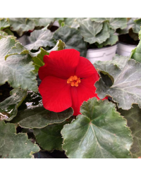Begonia Tubereux Nonstop rouge