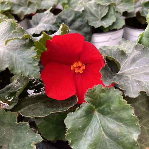 Begonia Tubereux Nonstop rouge