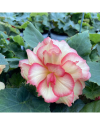 Begonia Tubereux Cameleon Cream Rose