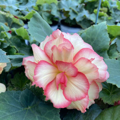 Begonia Tubereux Cameleon Cream Rose