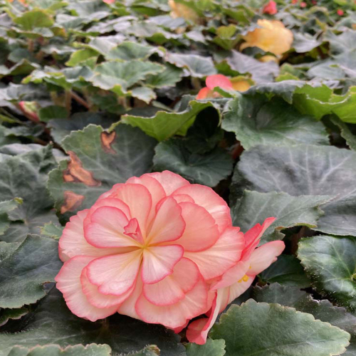 Begonia Tubereux Cameleon Cream Rose